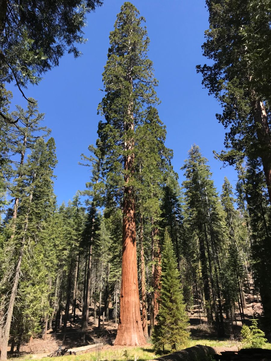 Mariposa Grove’s Giant Sequoias