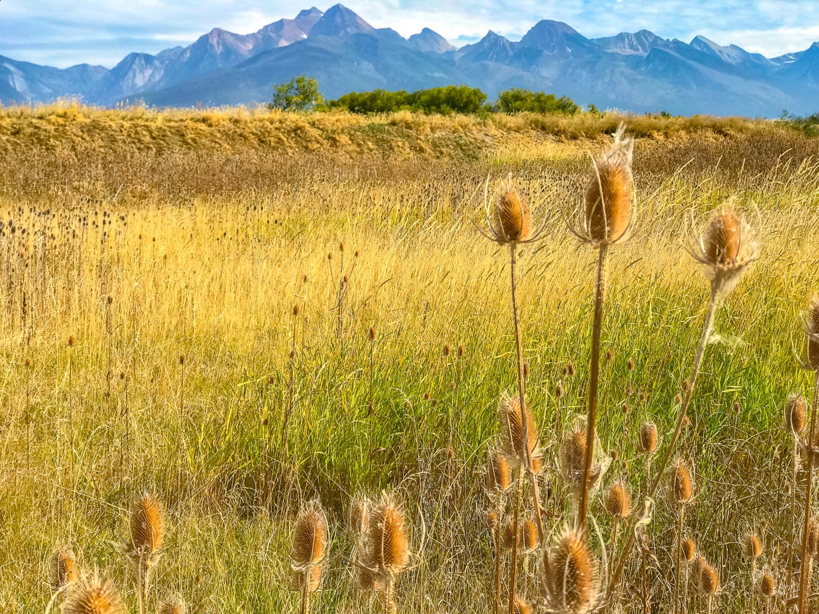The Mission Mountains provide the backdrop at Ninepipe National Wildlife Refuge. Photo © Carter G. Walker.