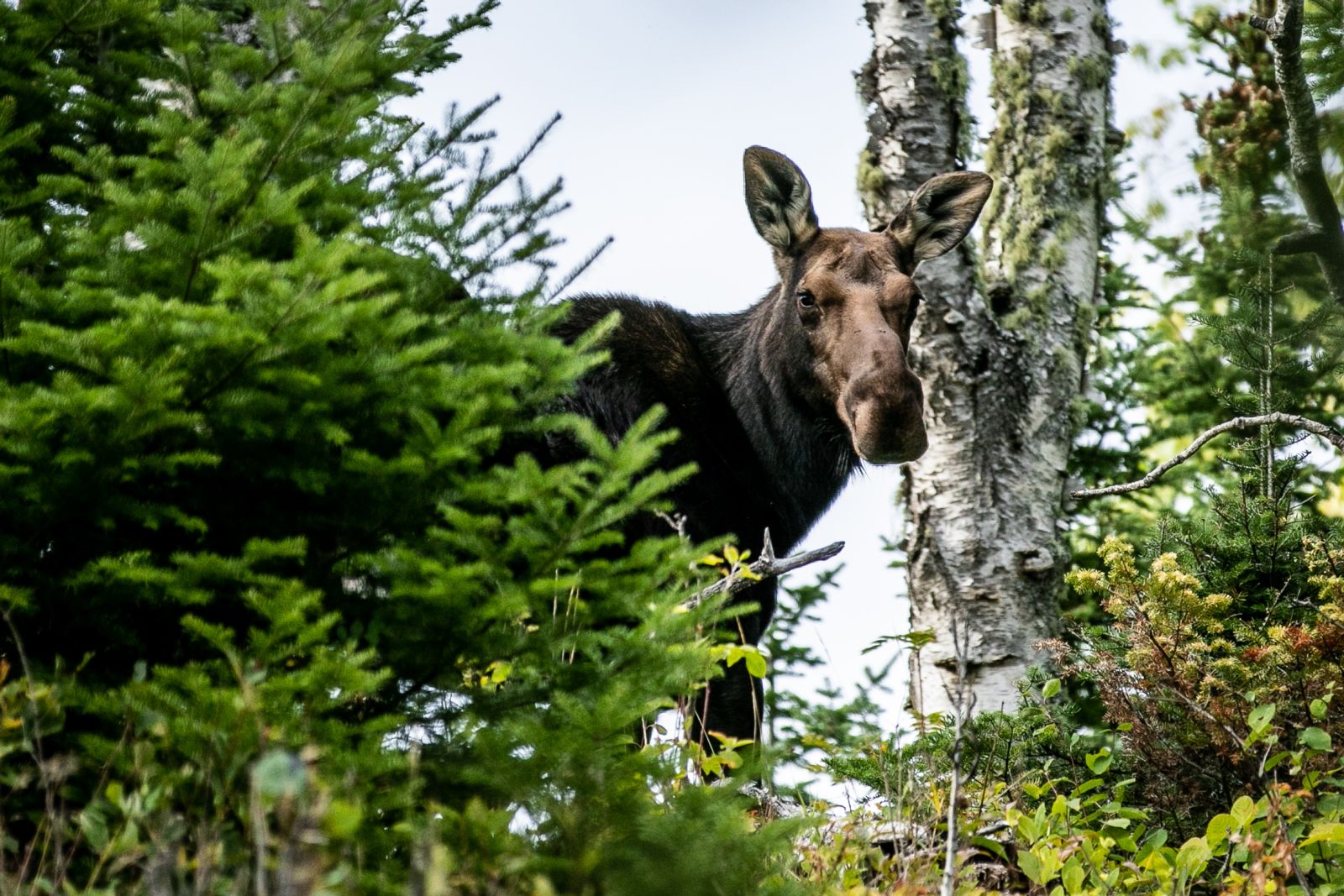 Moose in Isle Royale National Park - photo by Amie Heeter