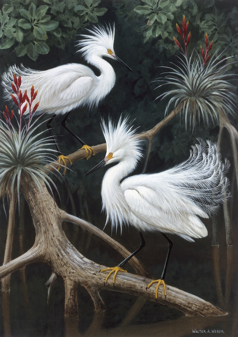 Everglades birds painting by Walter A. Weber