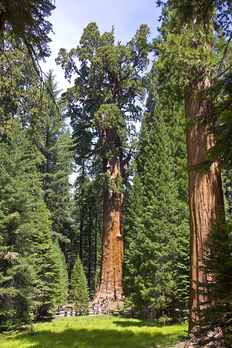 The General Sherman tree, photo by Stacy Gold
