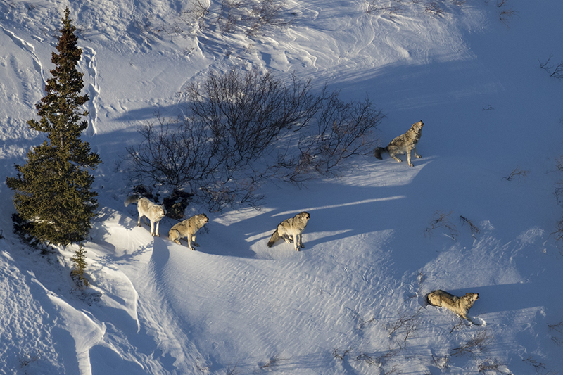 Wolves in Denali National Park, photo by Aaron Huey