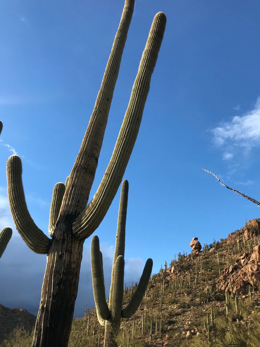 Saguaro cacti in Saguaro National Park
