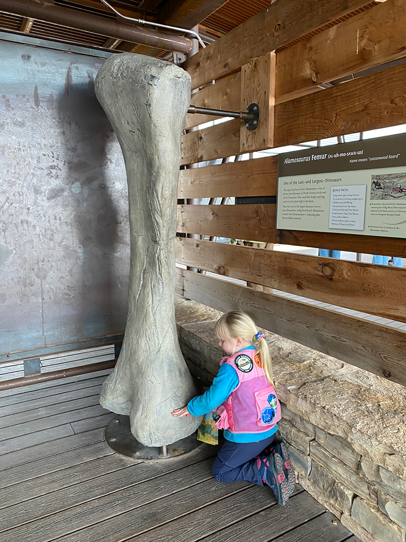 Upper leg bone from Alamosaurus - one of the last land dinosaurs in North America at the end of the Cretaceous.