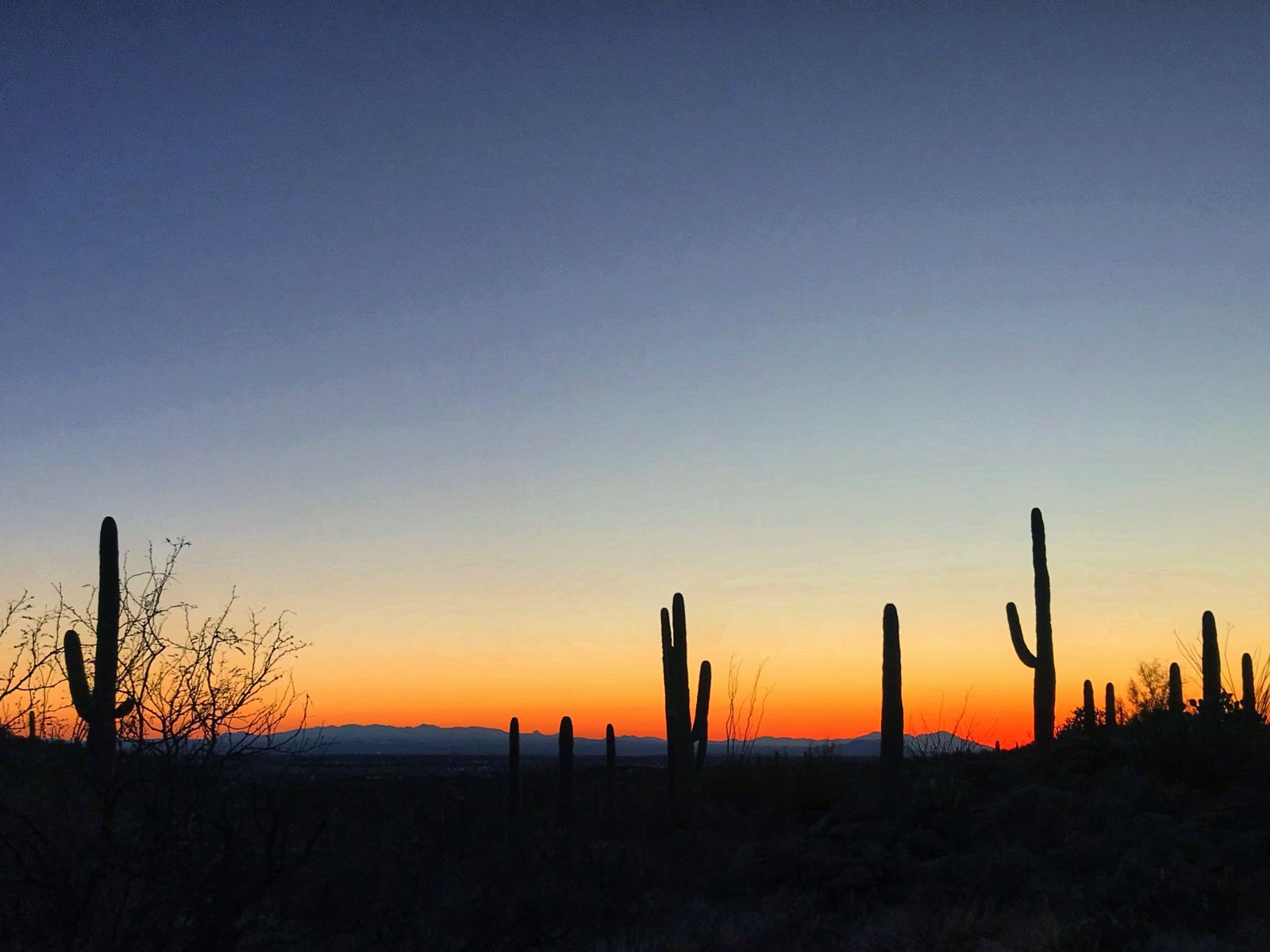 Saguaro cacti at sunset