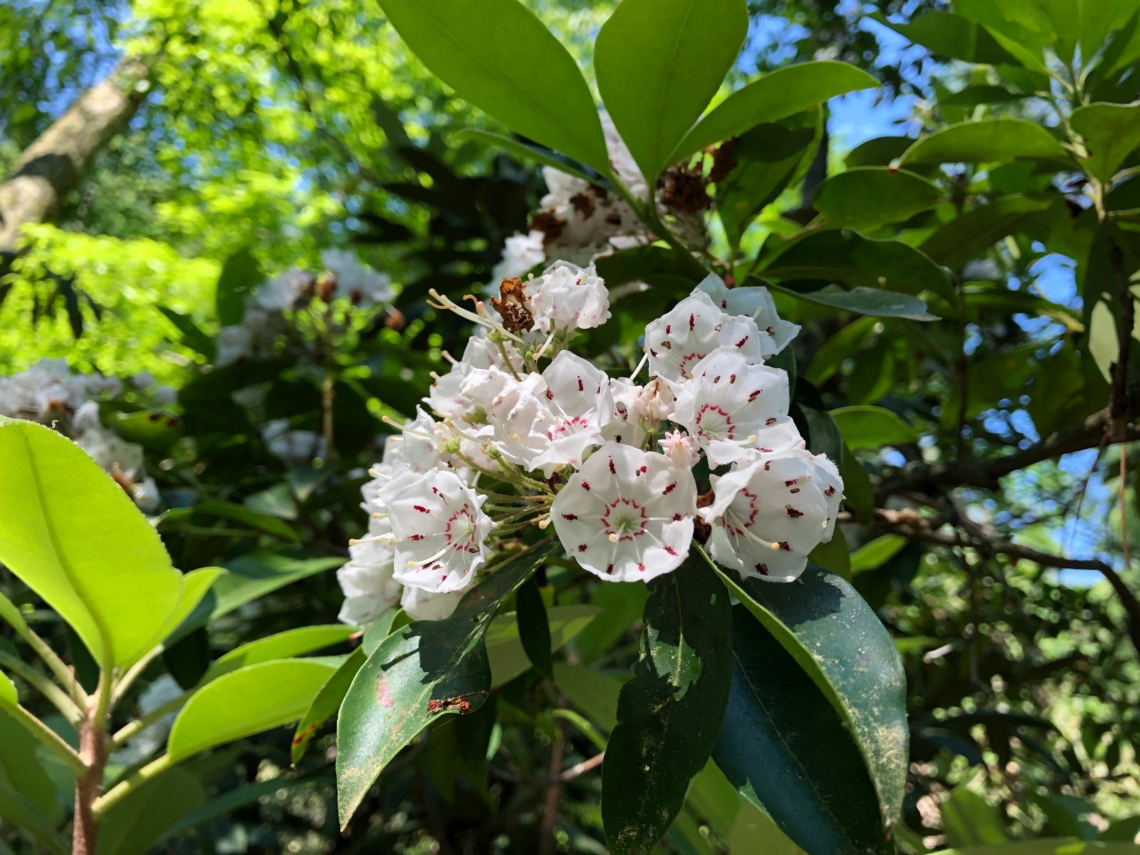 Blooming on the Abrams Falls Trail - photo by Jason Frye