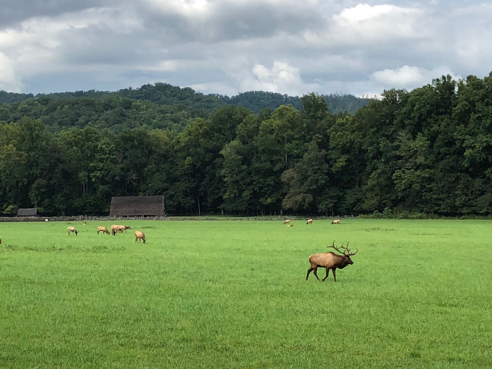 Elk at Oconaluftee - photo by Jason Frye