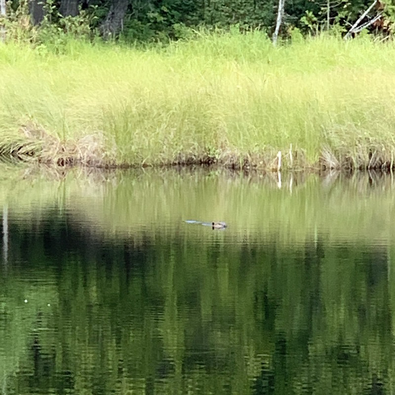 See beaver swimming from Hugunnin Cove Trail
