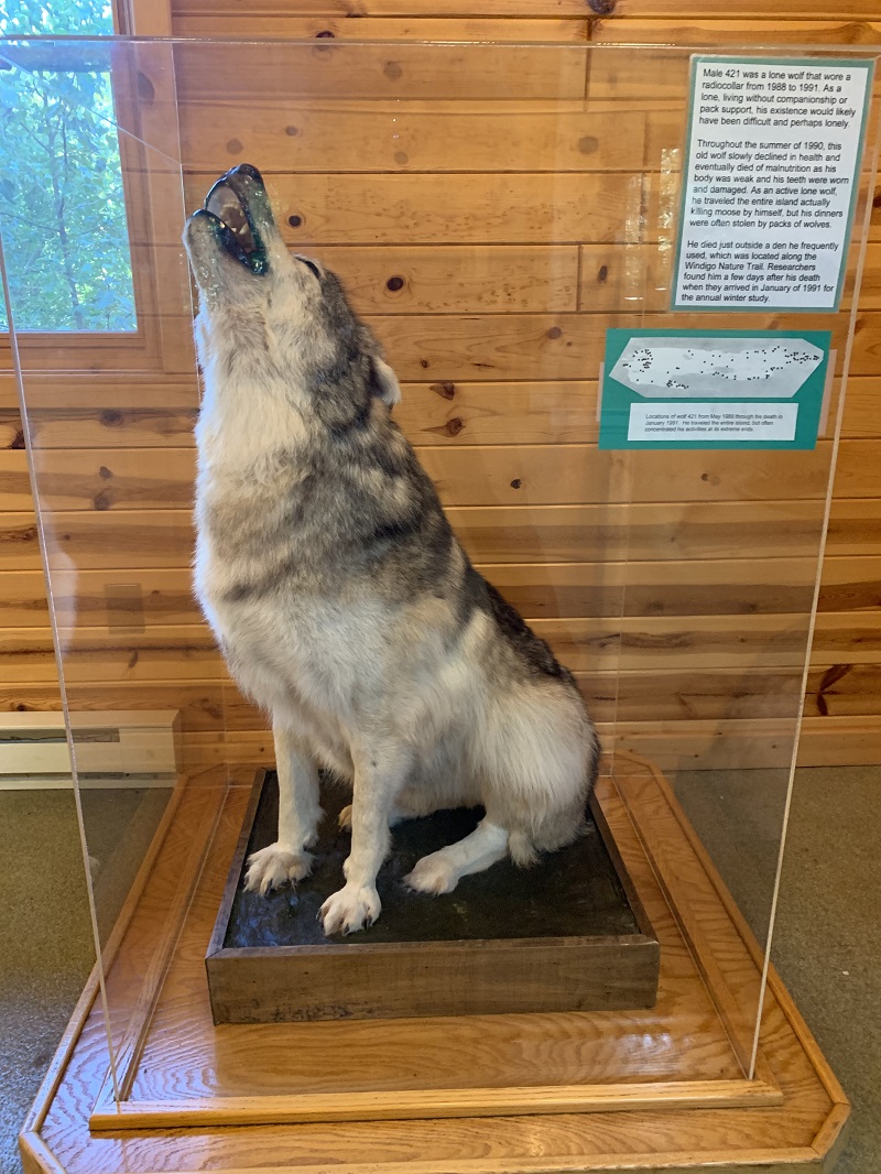 This is the only wolf Bryan got to see on the trip at the Windigo Visitor Center.