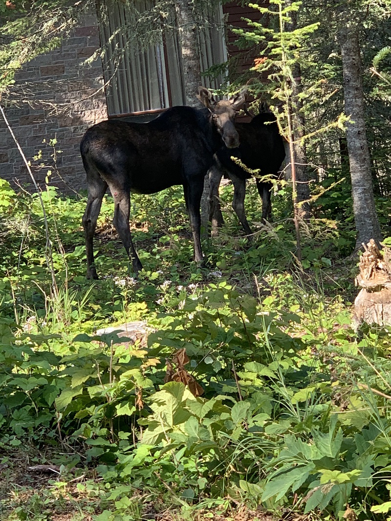 Moose in Rock Harbor near Housekeeping Cabins