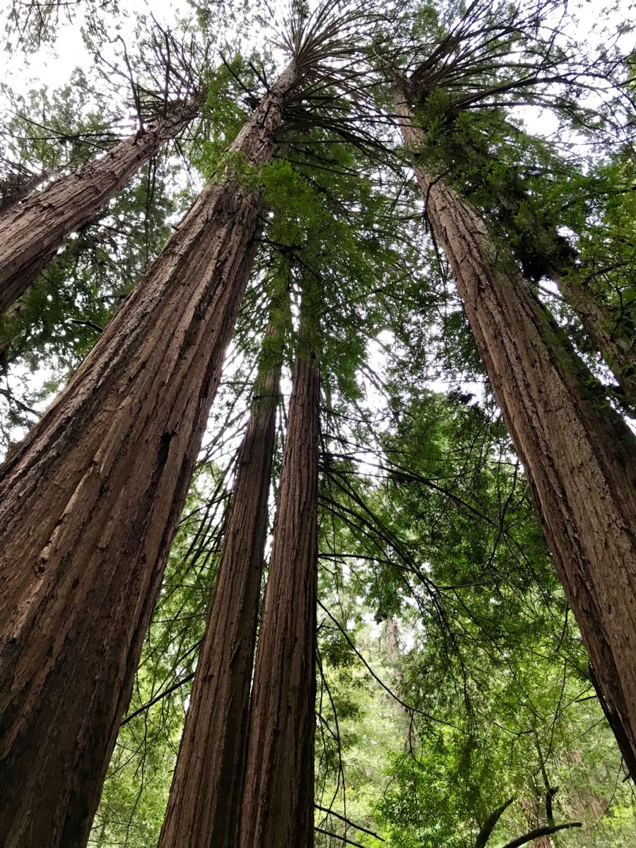 Coastal Redwoods are the tallest trees in the world.