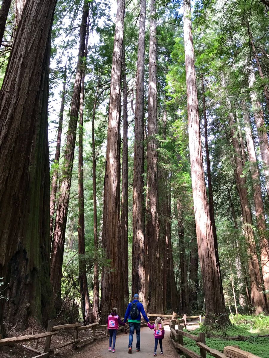 Bryan and daughters walking in Muir Woods