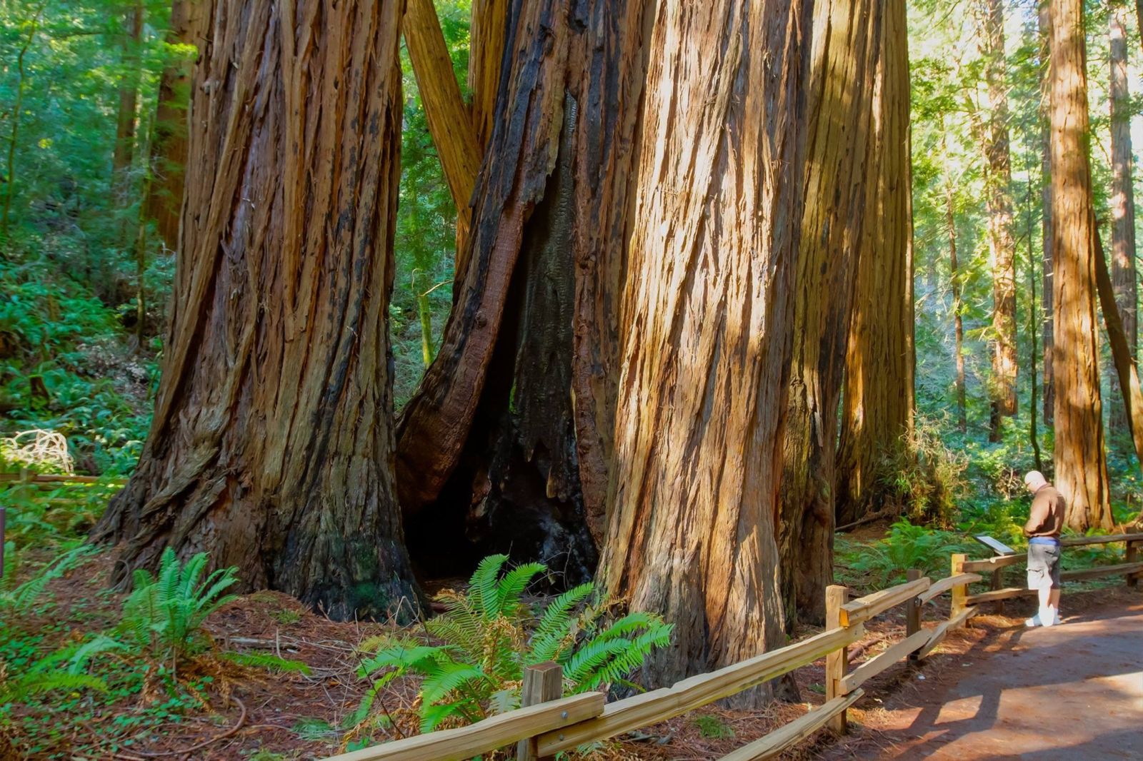 Cathedral Grove was set aside as a quiet refuge to protect its natural soundscape in an increasingly noisy world. 