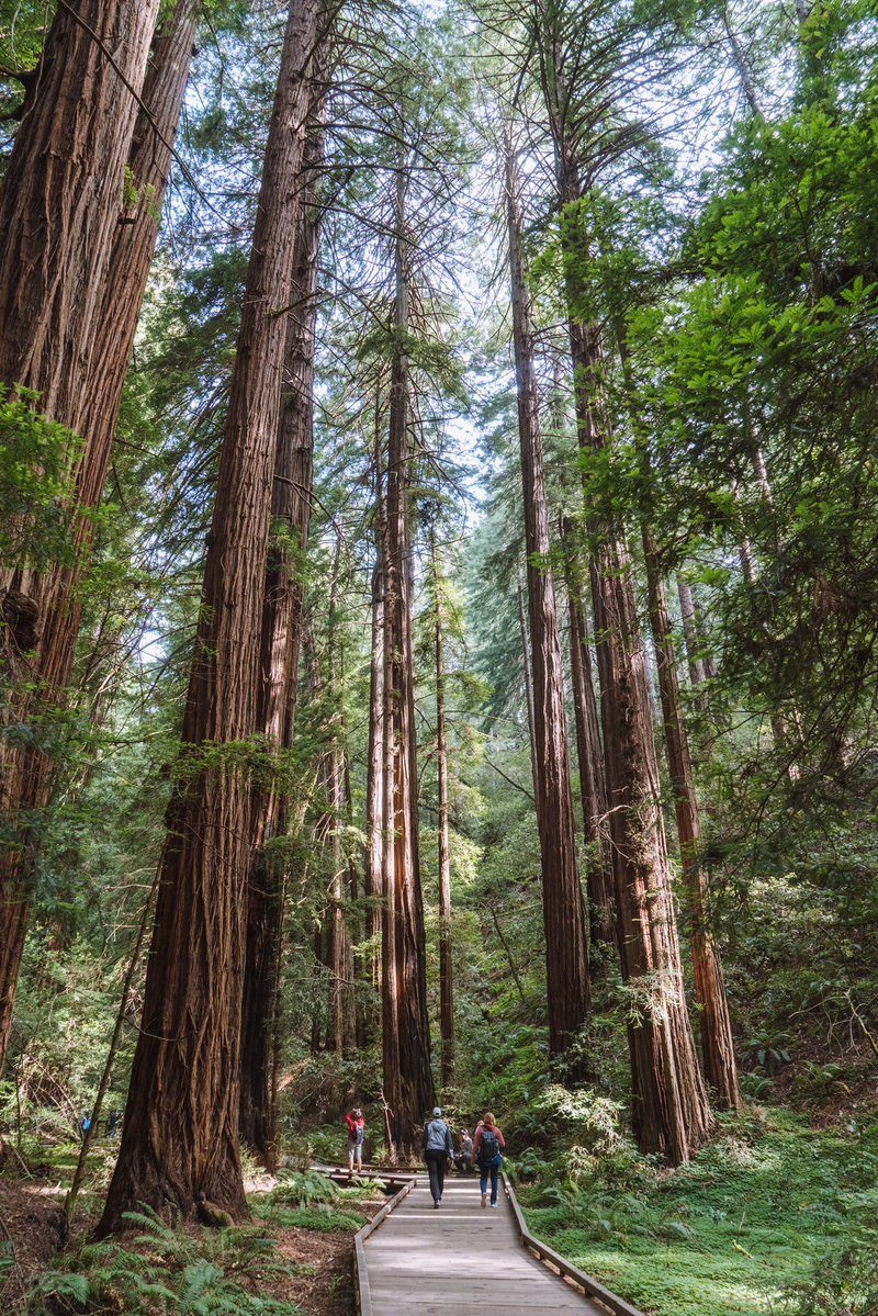 Always stay on the path. The boardwalk protects the fragile root system of the coastal redwood trees.