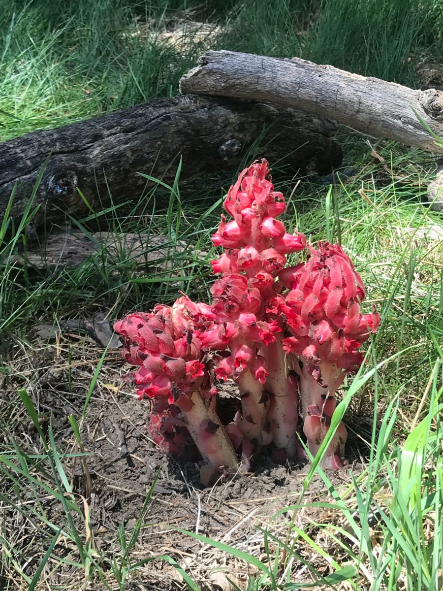 Snow plant