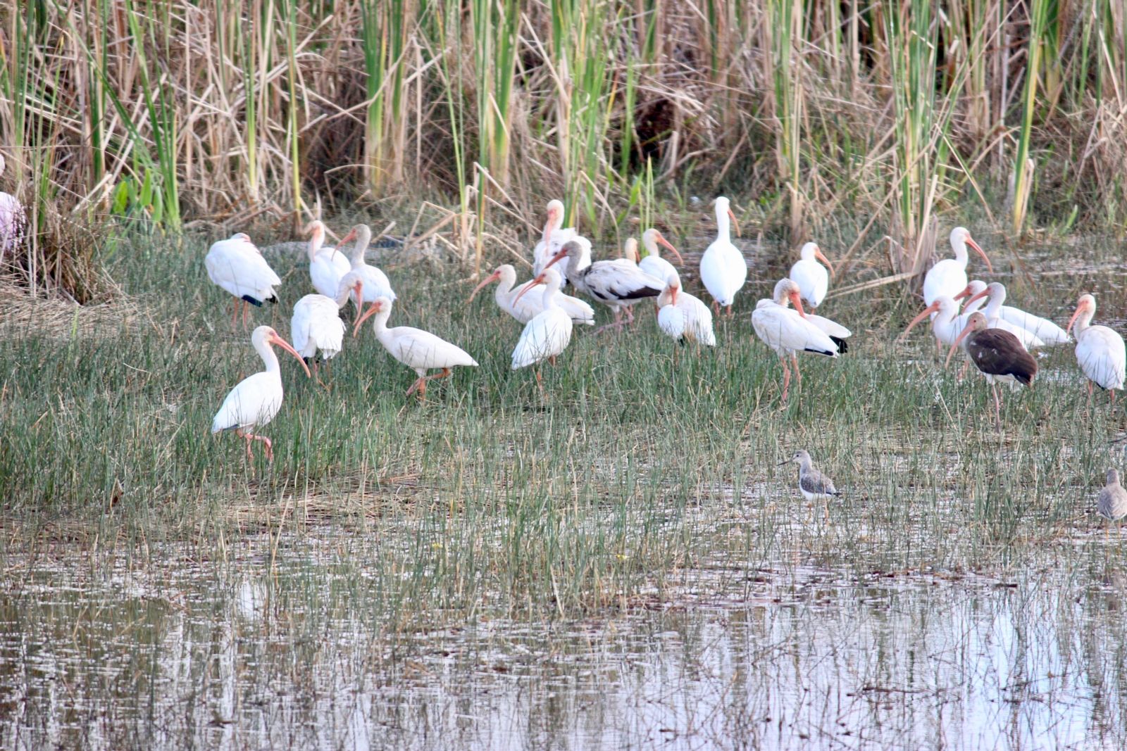 Birds at Everglades National Park