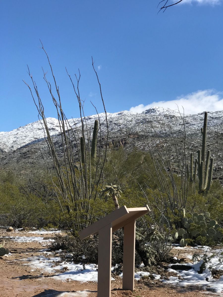 Saguaro National Park plaque with cacti in background