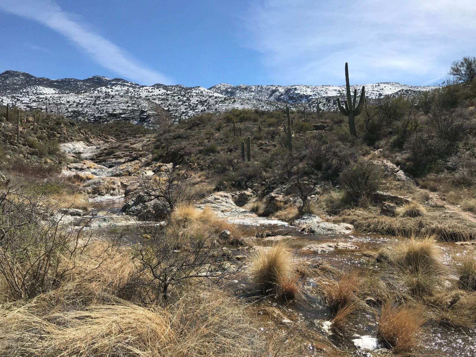 Saguaro National Park landscape