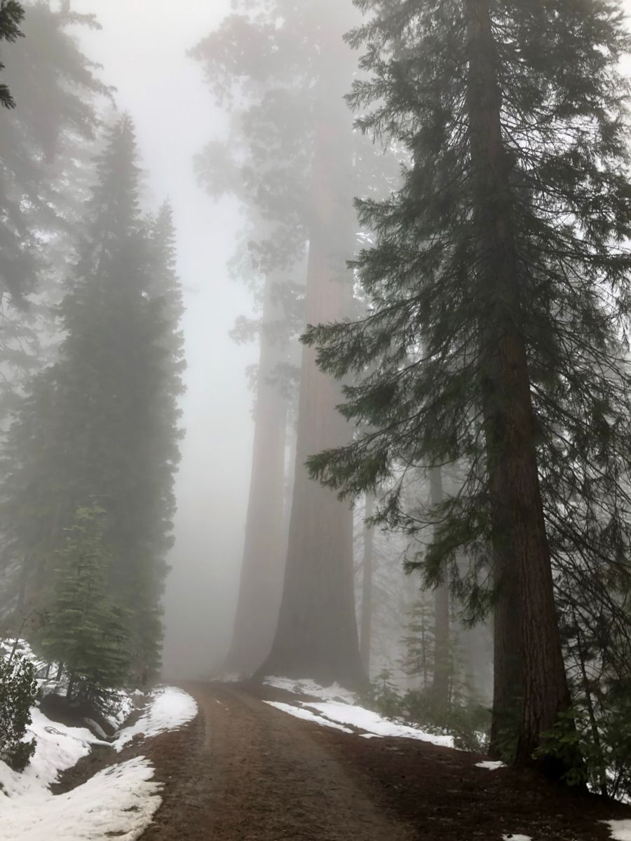 Fog and snow turned Mariposa Grove into a wonderland