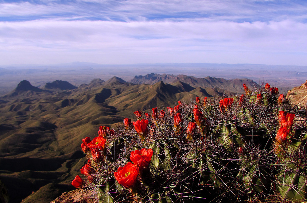 South Rim Vista and Claret Cup Cactus. Photo by the National Park Service.