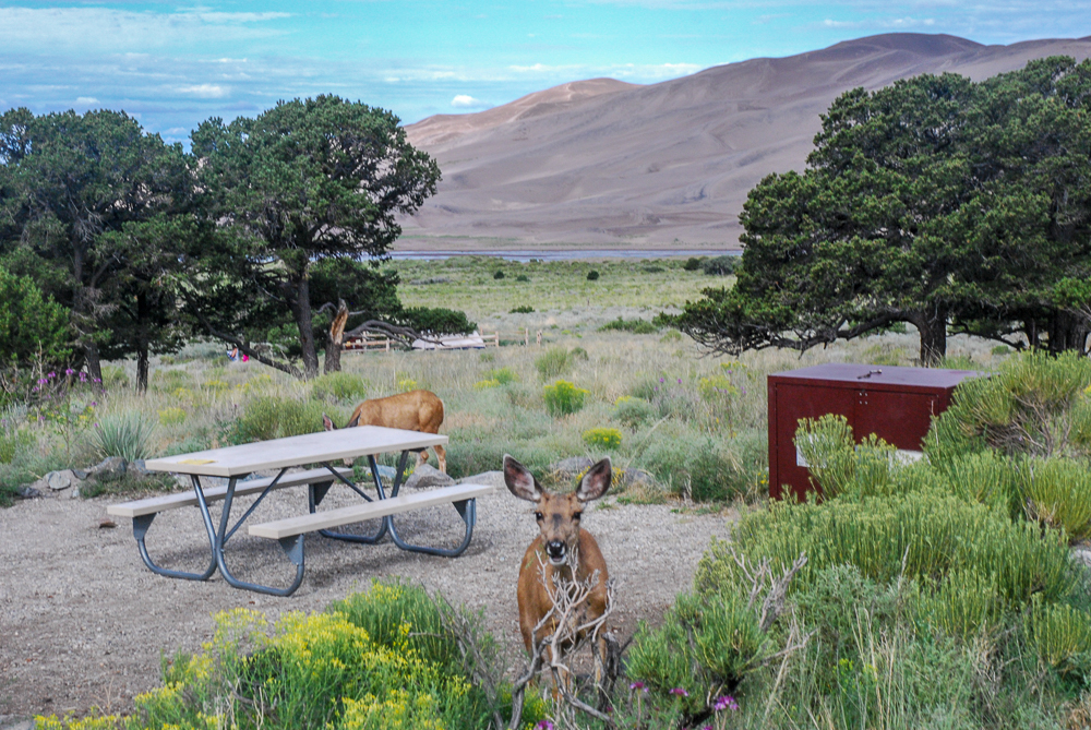 Campsite on an outer loop of Piñon Flats in Sand Dunes National Park and Reserve