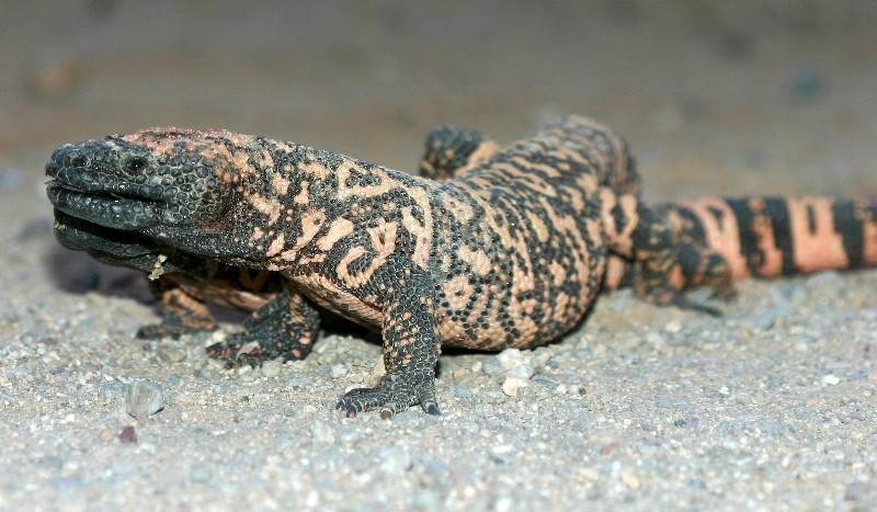 Gila monster