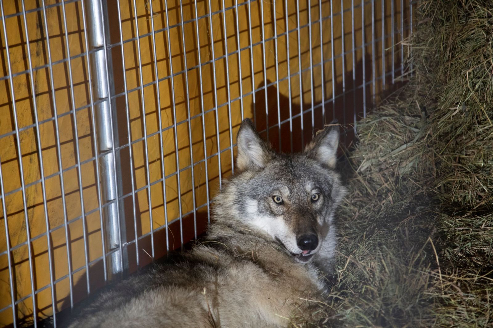 Fall 2018: First Male Wolf in Holding Facility before transport.