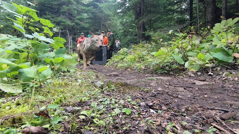 Third wolf runs out of crate while rangers and researchers observe. Photo by National Park Service. 