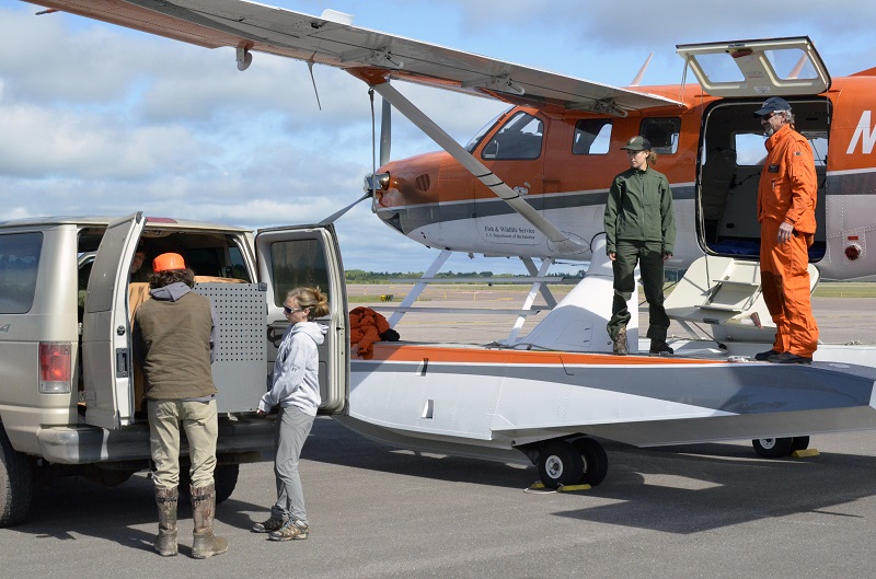 Students at SUNY ESF prepare to move a gray wolf transport crate from a van to National Park Service veterinarian and pilot.