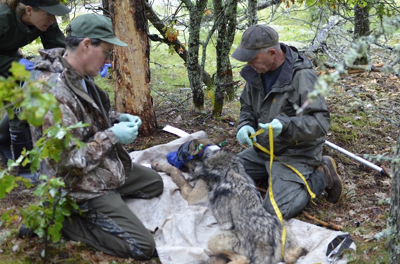 Veterinarian, veterinary specialist, and wildlife technician take vital signs and measurements of a gray wolf captured Michigan’s Upper Peninsula. Photo by National Park Service.