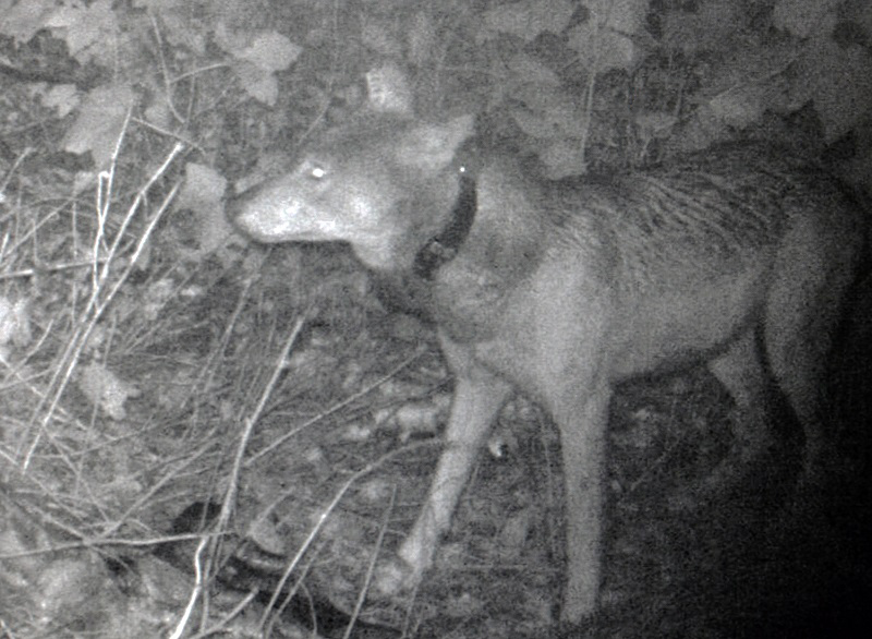 Female Wolf at Night. Trail camera photo of the first female wolf released on the island. Captured 9-27-18.